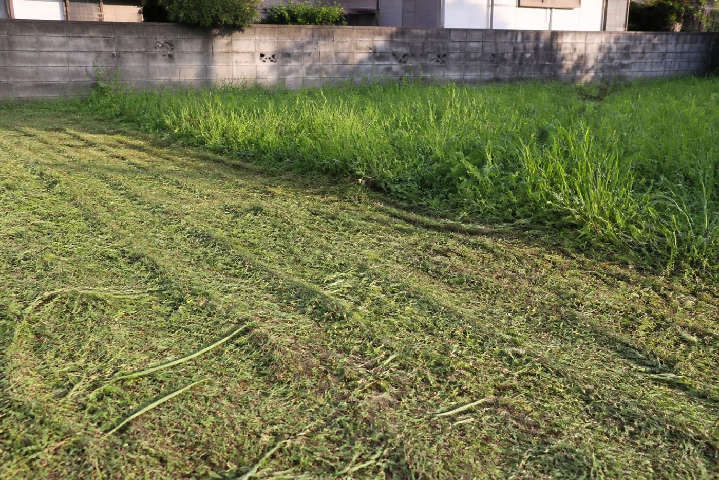 草刈りを終えたばかりの敷地。刈り跡の筋が残っている