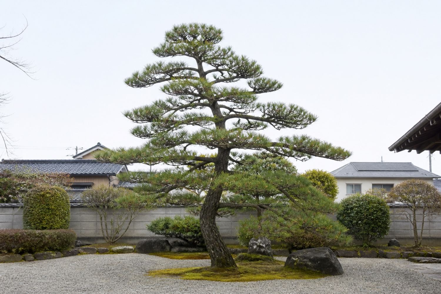 透かし剪定を終えたクロマツ。枝の間に空が見える